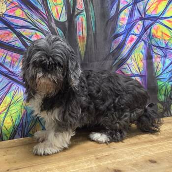 Rainey dae -  Shih Tzu Dog for Adoption in Normal, Illinois - Rainey Dae | PetCurious
