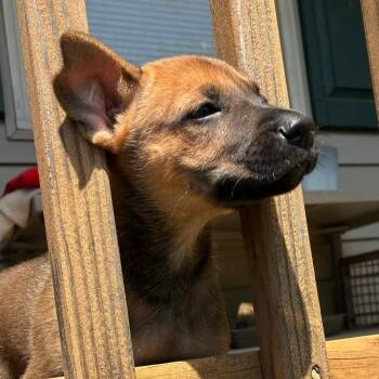 German Shepherd Dog and Boxer Dogs Available for Adoption in Lynchburg, Virginia - Frey | PetCurious