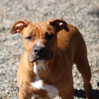 American Staffordshire Terrier Dogs Available for Adoption - Molly | PetCurious