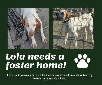 Needs Foster Lola (IA) -  English Pointer Dog for Adoption in Bridgeton, New Jersey - Needs Foster Lola (IA) | PetCurious