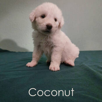 Rescue Great Pyrenees Dogs for Adoption in Austin, Texas - Coconut | PetCurious