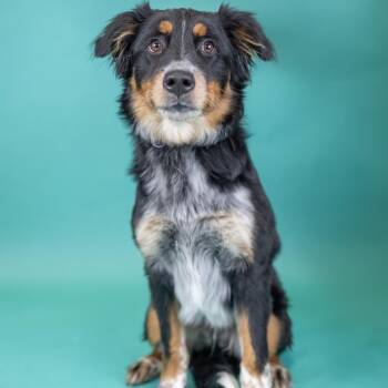 Mixed Breed Dogs Available for Adoption in Portland, Oregon - Gus | PetCurious