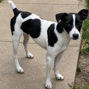 Whisper -  Jack Russell Terrier and Mixed Breed Dog for Adoption in Pelham, New Hampshire - Whisper | PetCurious
