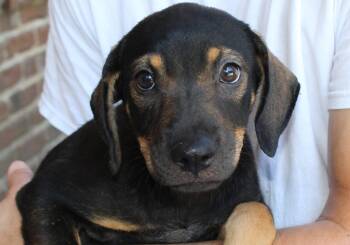 Kona 44264 -  Shepherd and Labrador Retriever Dog for Adoption in Prattville, Alabama - Kona 44264 | PetCurious