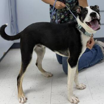 Pebbles -  Mixed Breed Dog for Adoption in Wheeling, Illinois - Pebbles | PetCurious