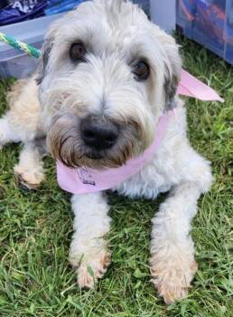 Rescue Wheaten Terrier Dogs for Adoption in East Greenville, Pennsylvania - Keely | PetCurious