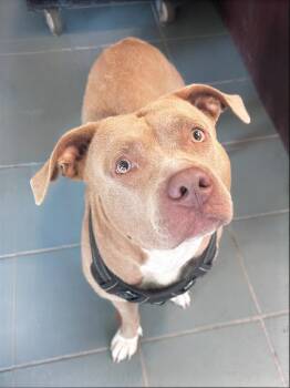 Muna -  Mixed Breed Dog for Adoption in Nashville, Tennessee - Muna | PetCurious