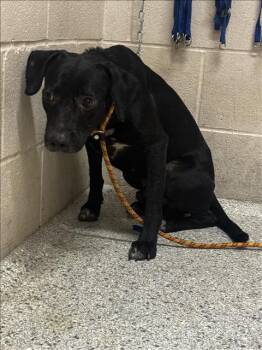 DALTON -  Labrador Retriever and Mixed Breed Dog for Adoption in Conroe, Texas - DALTON | PetCurious
