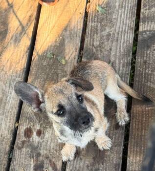 Thumper -  Chihuahua Dog for Adoption in Lodi, California - Thumper | PetCurious