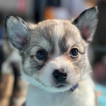 American Eskimo Dog and Pembroke Welsh Corgi Dogs Available for Adoption - Selsun Blue | PetCurious