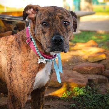 Mixed Breed Dogs Available for Adoption - Cake | PetCurious