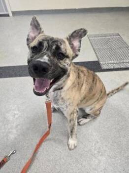 Tigger -  Pit Bull Terrier and Mixed Breed Dog for Adoption in Roseville, California - Tigger | PetCurious