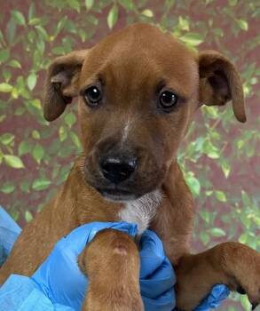 Shepherd and Mixed Breed Dogs Available for Adoption in San Antonio, Texas - Sky | PetCurious