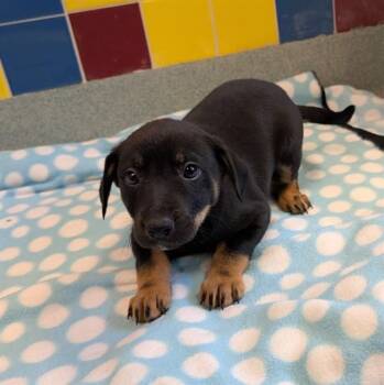 Australian Kelpie Dogs Available for Adoption - Blossom A215400 | PetCurious