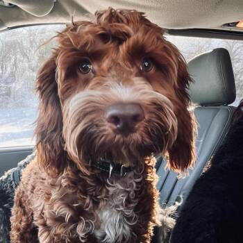 Cocker Spaniel and Poodle Dogs Available for Adoption in Newton, Iowa - Luto | PetCurious