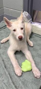 PATTI -  Siberian Husky and Mixed Breed Dog for Adoption in Geneva, Illinois - PATTI | PetCurious