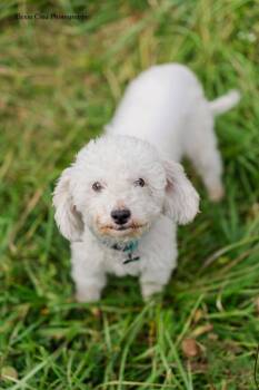 Lambchop -  Bichon Frise and Miniature Poodle Dog for Adoption in Drumbo, Ontario - Lambchop | PetCurious