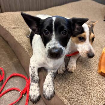 Australian Cattle Dog Blue Heeler and Dachshund Dogs Available for Adoption in Bend, Oregon - 61982 | PetCurious