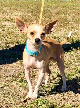 Chihuahua Dogs Available for Adoption - Lyle | PetCurious