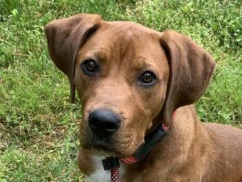 Redbone Coonhound and Plott Hound Dogs Available for Adoption in Algood, Tennessee - Boone | PetCurious