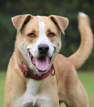 Rescue Hound Dogs for Adoption in North Fort Myers, Florida - Booker | PetCurious