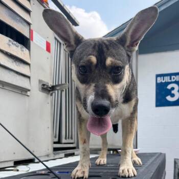 Twinkle -  Shepherd and Mixed Breed Dog for Adoption in Edinburg, Texas - Twinkle | PetCurious