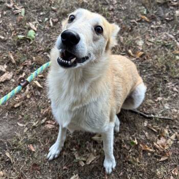 Rescue Mixed Breed Dogs for Adoption in Pekin, Illinois - Marilyn | PetCurious