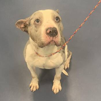 Pit Bull Terrier Dogs Available for Adoption in Greensboro, North Carolina - Snickers | PetCurious