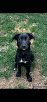Labrador Retriever and Belgian Shepherd Malinois Dogs Available for Adoption in Falmouth, Maine - Piper | PetCurious