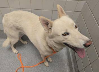 Siberian Husky and Mixed Breed Dogs Available for Adoption in Tustin, California - MISHA | PetCurious