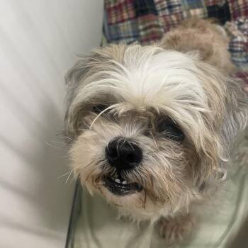 Shih Tzu Dogs Available for Adoption - Noodles | PetCurious