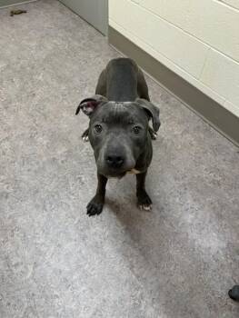 Rescue Pit Bull Terrier Dogs for Adoption in Saginaw, Michigan - ZEUS | PetCurious