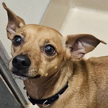Rescue Mixed Breed Dogs for Adoption in Pleasanton, California - Chester | PetCurious