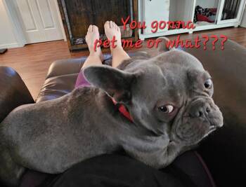 French Bulldog Dogs Available for Adoption in Brooksville, Florida - Miss Frenchy | PetCurious