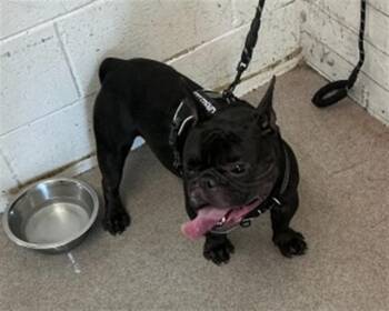 French Bulldog Dogs Available for Adoption - ABE | PetCurious