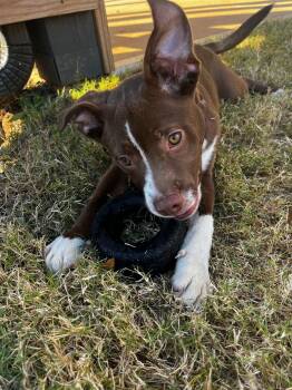 Rescue Chocolate Labrador Retriever and Pit Bull Terrier Dogs for Adoption in Buford, Georgia - Chase | PetCurious