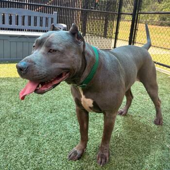 Pit Bull Terrier Dogs Available for Adoption in Greensboro, North Carolina - SALLY | PetCurious