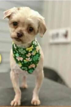 Maltese Dogs Available for Adoption in Newport, Kentucky - Layla | PetCurious