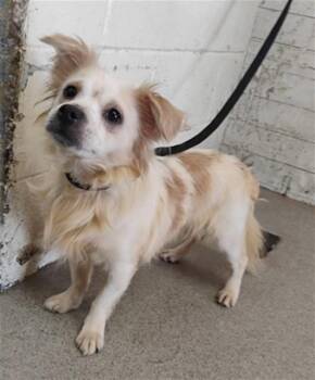 LINCOLN -  Chihuahua and Mixed Breed Dog for Adoption in San Bernardino, California - LINCOLN | PetCurious