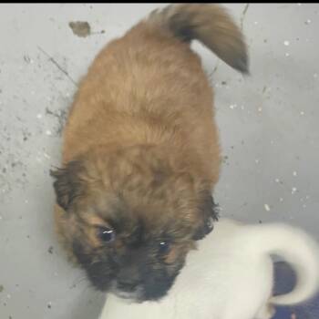 Maltese Dogs Available for Adoption in Marshall, Texas - Fudge Face | PetCurious