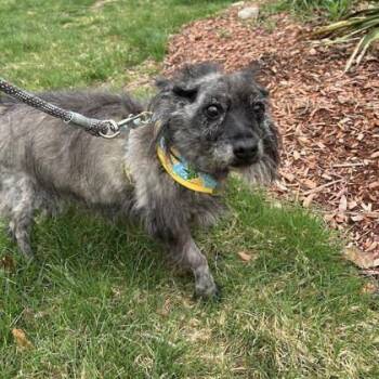 Cairn Terrier Dogs Available for Adoption in Worcester, Massachusetts - Kaylee | PetCurious
