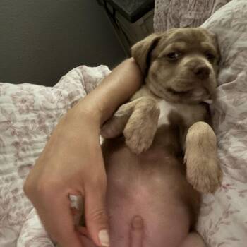 Cash -  Chocolate Labrador Retriever and Pit Bull Terrier Dog for Adoption in Sacramento, California - Cash | PetCurious
