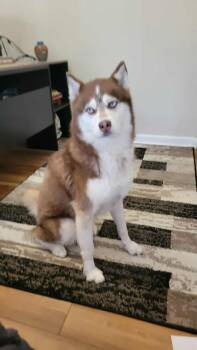 Rescue Husky Dogs for Adoption in New Smyrna Beach, Florida - Griffin | PetCurious