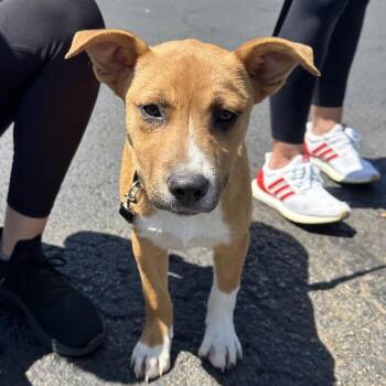 Mixed Breed Dogs Available for Adoption in Lenexa, Kansas - Charles | PetCurious