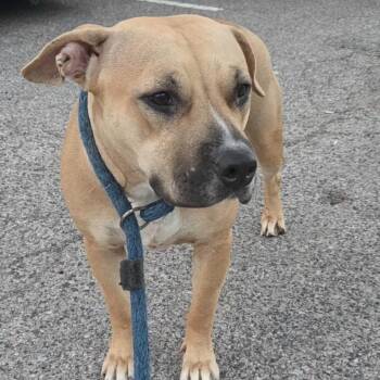 Mandy -  Pit Bull Terrier Dog for Adoption in Philadelphia, Pennsylvania - Mandy | PetCurious
