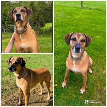 ABBY -  Mountain Cur Dog for Adoption in Coudersport, Pennsylvania - ABBY | PetCurious