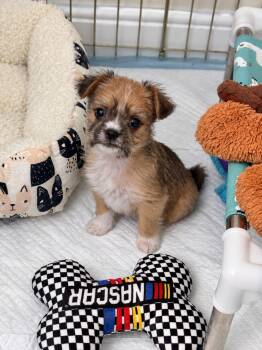 Mushu -  Yorkshire Terrier and Maltese Dog for Adoption in Las Vegas, Nevada - Mushu | PetCurious