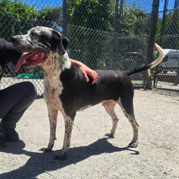 Mixed Breed Dogs Available for Adoption in Windsor, Virginia - Oliver | PetCurious