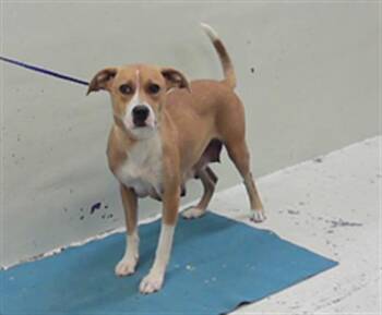 Labrador Retriever and Mixed Breed Dogs Available for Adoption in Houston, Texas - A2069933 | PetCurious