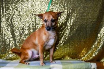 Taco -  Chihuahua and Terrier Dog for Adoption in Yakima, Washington - Taco | PetCurious